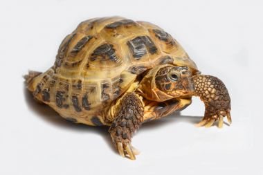 Yirmi yaşında kaplumbağa Testudo horsfieldii beyaz arka plan üzerinde