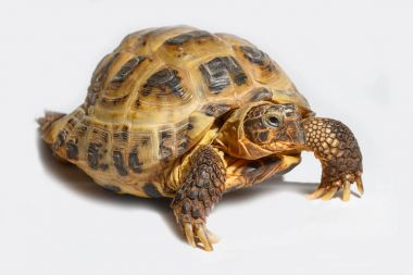 Twenty years old turtle Testudo horsfieldii on white background clipart