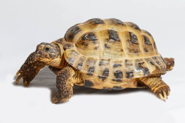 Yirmi yaşında kaplumbağa Testudo horsfieldii beyaz arka plan üzerinde