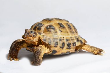 Yirmi yaşında kaplumbağa Testudo horsfieldii beyaz arka plan üzerinde