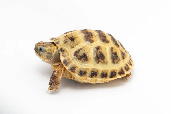 Genç kaplumbağa Testudo horsfieldii beyaz zemin üzerine — Stok fotoğraf
