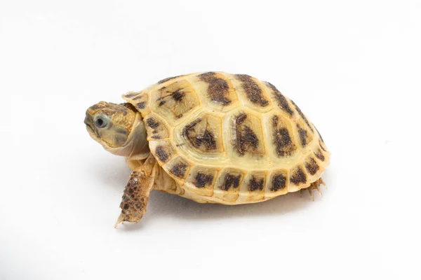 Jeune tortue Testudo horsfieldii sur fond blanc — Photo