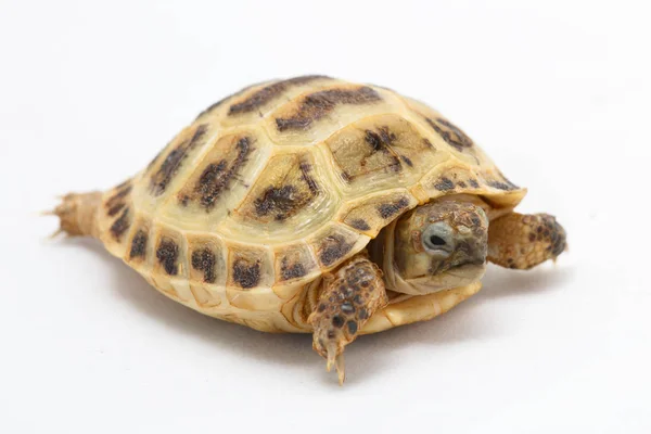 Jeune tortue Testudo horsfieldii sur fond blanc — Photo