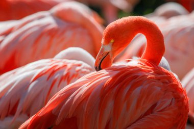 Güzel sarı göz ile flamingo baş detay