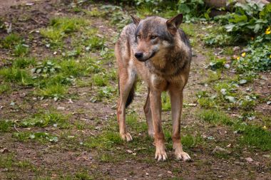 Ormanda kurt bölgesini korumak