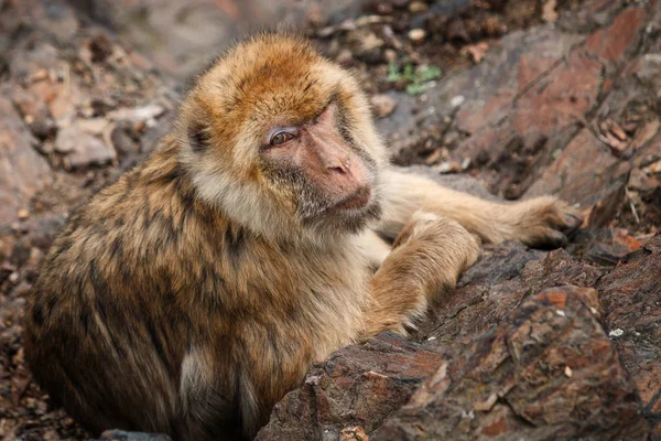 Macaque laying in the rocks and looking to camera — Stock Photo, Image