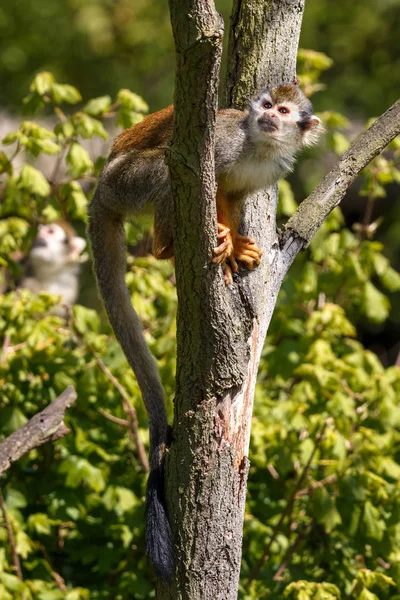 Pequeno macaco Ateles Geoffroyi subir na árvore — Fotografia de Stock