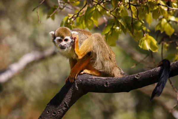Μικρή μαϊμού Ateles Geoffroyi είναι μεθυσμένος πίσω από το αυτί του — Φωτογραφία Αρχείου