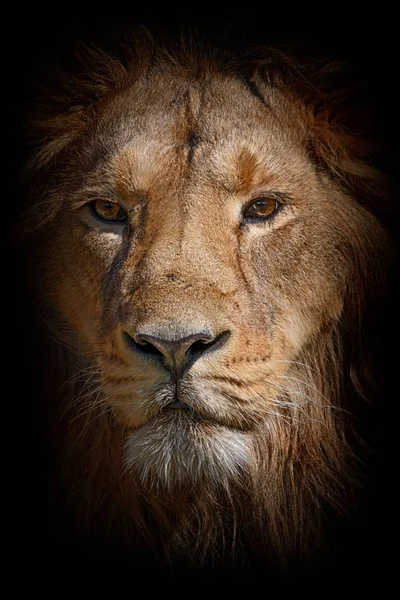 Portrait de tête de lion sur fond noir — Photo