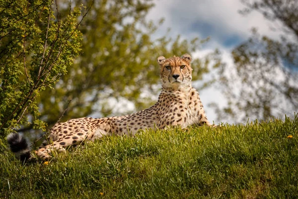 Cheetah giaceva sull'erba e aspettava che iniziasse a correre il bottino — Foto Stock
