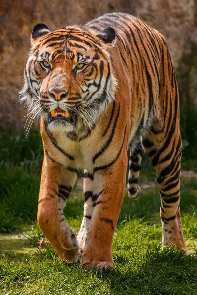 Gran tigre está caminando por la comida en el bosque — Foto de Stock