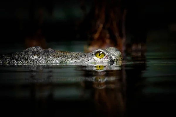 Detalhe do olho gavial sobre a água com boa reflexão — Fotografia de Stock