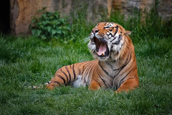 Tigre está deitado na grama e abrir sua boca enorme — Fotografia de Stock