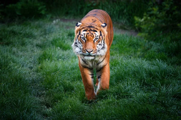 Tigre com olhar perigoso andando na grama — Fotografia de Stock