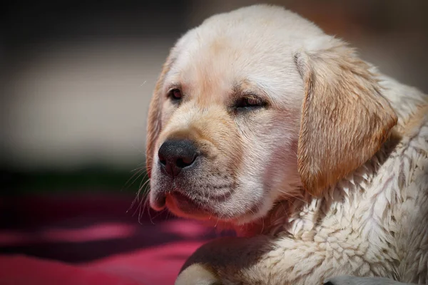 Beyaz köpek yavrusu labrador Retriever başkanı — Stok fotoğraf