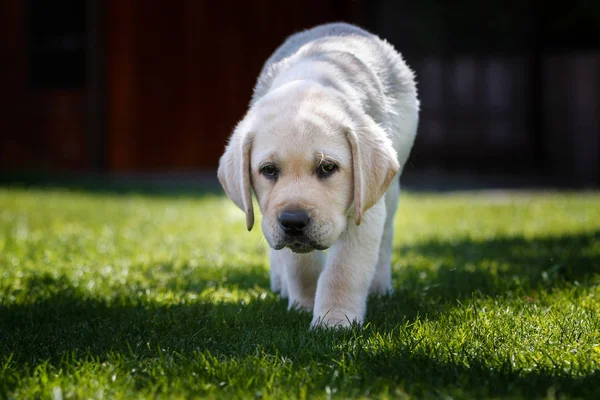 White puppy of labrador retriever walking on grass — Stock Photo, Image