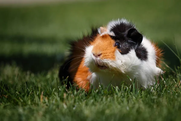 Cerdo de Guinea caminando en la hierba y buscando algo interesante —  Fotos de Stock