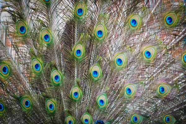 Peacock detalle de pluma con ojos bonitos —  Fotos de Stock
