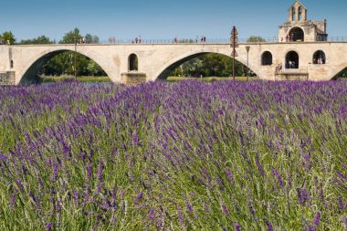 Famous Avignon bridge on river Rhone in France with small lavender field clipart