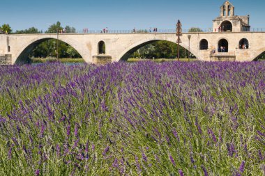 Famous Avignon bridge on river Rhone in France with small lavender field clipart