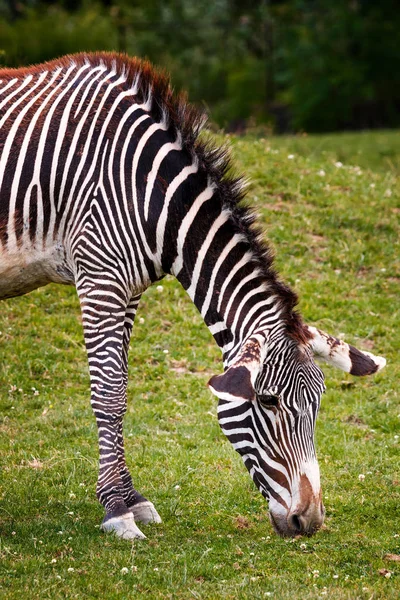 Detalhe da zebra — Fotografia de Stock