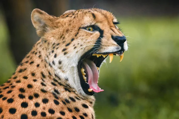 Cheetah showing his dangerous teeth — Stock Photo, Image