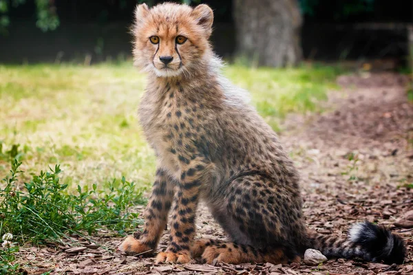 Schattige kleine cheetah — Stockfoto