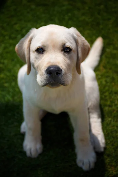 Cãozinho obediente de labrador branco — Fotografia de Stock