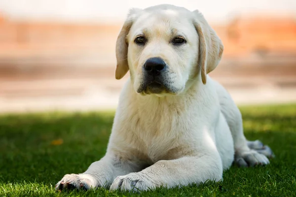 Obedient puppy of white labrador — Stock Photo, Image