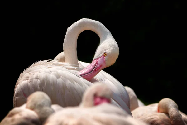 Flamingo de cerca —  Fotos de Stock