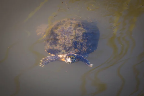 Régi turtle, víz — Stock Fotó