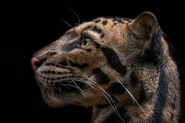 Leopardo — Foto de Stock