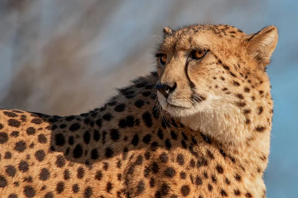 Cheetah — Stock Photo, Image