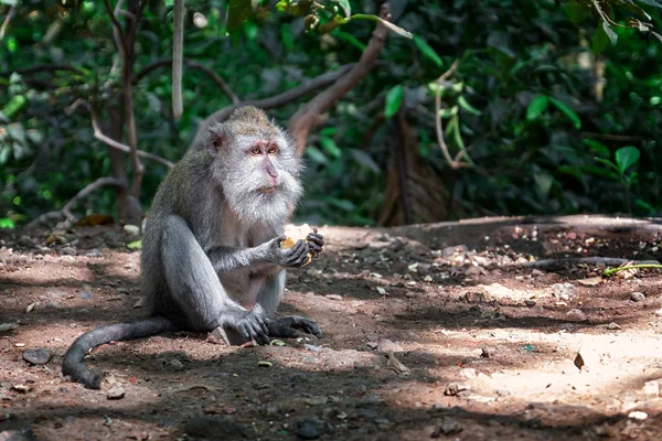 Macaco na floresta — Fotografia de Stock