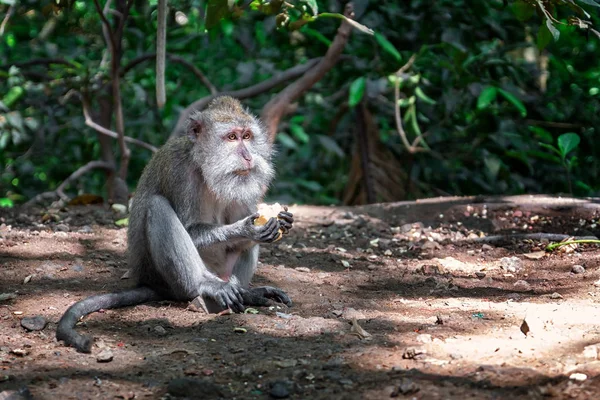 Macaco en el bosque —  Fotos de Stock