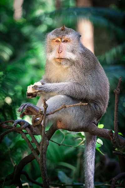 Macaque in forest — Stock Photo, Image