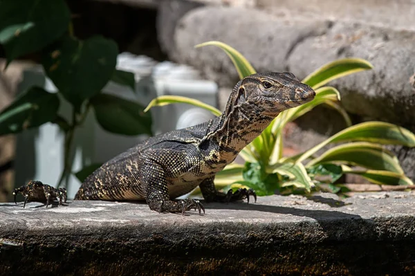 Lagarto monitor de água — Fotografia de Stock