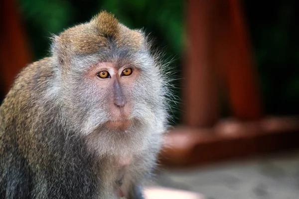 Primer plano con macaco —  Fotos de Stock