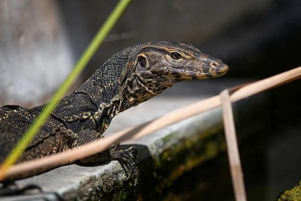 Water monitor lizard — Stock Photo, Image