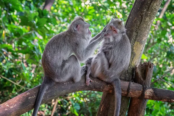 Macaco na floresta — Fotografia de Stock