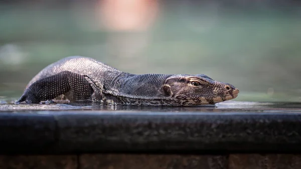 Lizard called water monitor go out from public pool