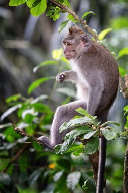 Ormanda Macaque