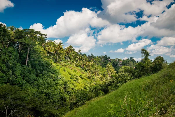 Floresta de Bali perto de Ubud — Fotografia de Stock