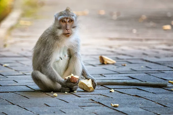 Eating macaque — Stock Photo, Image