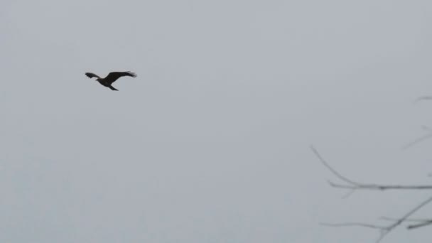 Pássaro voar através do céu cinza dia de outono. caçador olhando vítima através branche — Vídeo de Stock