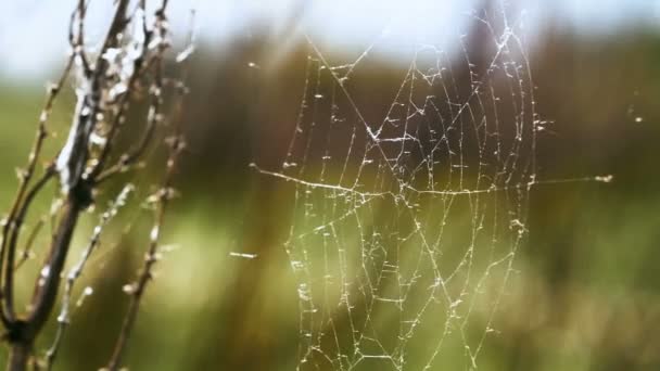 Marco de telaraña primer plano en el bosque se mueve del viento y brilla de los rayos del sol — Vídeo de stock