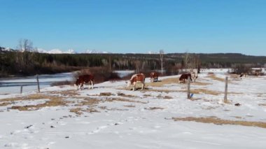 Dron, arka plandaki dağlarda otlayan birçok ineği görüyor musun?