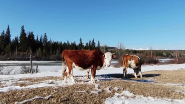 Krávy na sněhovém poli pasou na venkově pohled drone na pozadí lesa 4K. — Stock video