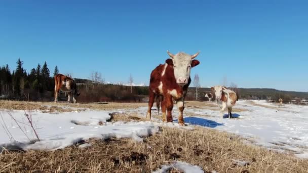 A lot of cows close up on northern field in countryside walking among hills 4K. — Stock Video
