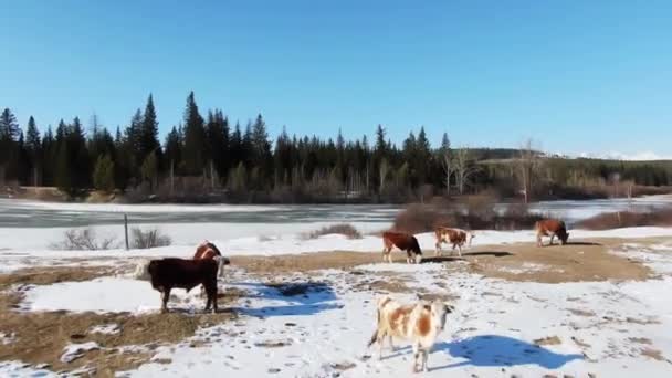 Dron ver muitas vacas no campo de neve pastam no campo no fundo montanhas 4K — Vídeo de Stock